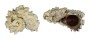 ANGARIIDAE ANGARIA NODOSA shell