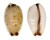 CYPRAEIDAE EROSARIA GANGRANOSA shell