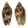VOLUTIDAE CYMBIOLA VESPERTILIO shell