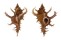 MURICIDAE CHICOREUS AXICORNIS shell