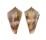 CONIDAE CONUS DAYRITI shell