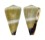 CONIDAE CONUS FLAVIDUS shell