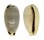 CYPRAEIDAE CYPRAEA QUADRIMACULATA shell