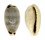 CYPRAEIDAE CYPRAEA QUADRIMACULATA shell