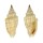 MITRIDAE VEXILLUM GRUNERI shell