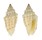 MITRIDAE VEXILLUM GRUNERI shell
