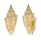 MITRIDAE VEXILLUM GRUNERI shell