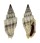 MITRIDAE VEXILLUM GRUNERI shell