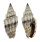 MITRIDAE VEXILLUM GRUNERI shell