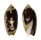 OLIVIDAE OLIVA TIGRIDELLA shell