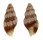 MITRIDAE AUSTROMITRA BELLAPICTA shell