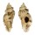 MURICIDAE NAQUETIA CUMINGII shell