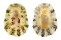 PATELLIDAE PATELLA NIGRA shell
