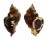 MURICIDAE MUREX BURNETTI COREANICA shell