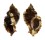 MURICIDAE MUREX BURNETTI COREANICA shell