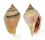 STROMBIDAE STROMBUS GIBBERULUS ALBUS shell