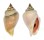 STROMBIDAE STROMBUS GIBBERULUS ALBUS shell