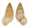LANDSNAIL HAINESIA CROCEA shell