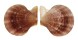 PECTINIDAE CHLAMYS DIEFFENBACHI shell