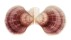 PECTINIDAE CHLAMYS DIEFFENBACHI shell