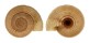 ARCHITECTONICIDAE HELIACUS STRAMINEUS shell
