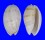 OLIVIDAE OLIVA BULBOSA INFLATA shell