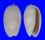 OLIVIDAE OLIVA BULBOSA INFLATA shell