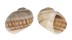 NATICIDAE NATICA GUALTERIANA shell