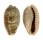 CYPRAEIDAE ERRONEA CAURICA DRACAENA shell