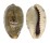 CYPRAEIDAE ERRONEA CAURICA DRACAENA shell