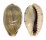 CYPRAEIDAE ERRONEA CAURICA DRACAENA shell