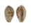 CYPRAEIDAE CONTRADUSTA WALKERI WALKERI shell