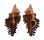 MURICIDAE CHICOREUS STRIGATUS shell