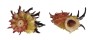ANGARIIDAE ANGARIA POPPEI shell