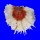 SPONDYLIDAE SPONDYLUS VARIANS shell