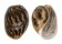 BULLIDAE BULLA AMPULLA shell