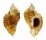 MURICIDAE CERATOSTOMA FOLIATUM shell