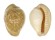 CYPRAEIDAE CYPRAEOVULA FUSCORUBRA shell