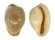 CYPRAEIDAE CYPRAEOVULA FUSCORUBRA shell