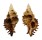 MURICIDAE CHICOREUS STRIGATUS shell