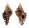 MURICIDAE CHICOREUS STRIGATUS shell