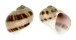 NATICIDAE NATICA COLLIEI shell