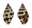 BUCCINIDAE ENGINA ZONALIS shell