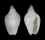 MARGINELLIDAE AUSTROGINELLA JOHNSTONI shell