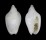 MARGINELLIDAE AUSTROGINELLA JOHNSTONI shell