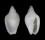 MARGINELLIDAE AUSTROGINELLA JOHNSTONI shell