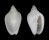 MARGINELLIDAE AUSTROGINELLA JOHNSTONI shell