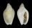 MARGINELLIDAE AUSTROGINELLA JOHNSTONI shell