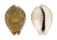 CYPRAEIDAE NARIA LAMARCKII REDIMITA shell
