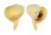 CORALLIOPHILIDAE RAPA RAPA shell
